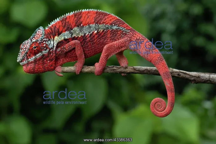: Male panther chameleon (Furcifer pardalis), local : Male panther chameleon (Furcifer pardalis), local