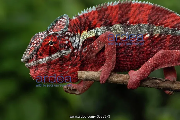 : Male panther chameleon (Furcifer pardalis), local : Male panther chameleon (Furcifer pardalis), local