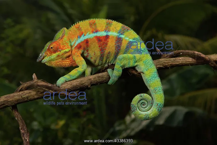 : Male panther chameleon (Furcifer pardalis), local : Male panther chameleon (Furcifer pardalis), local