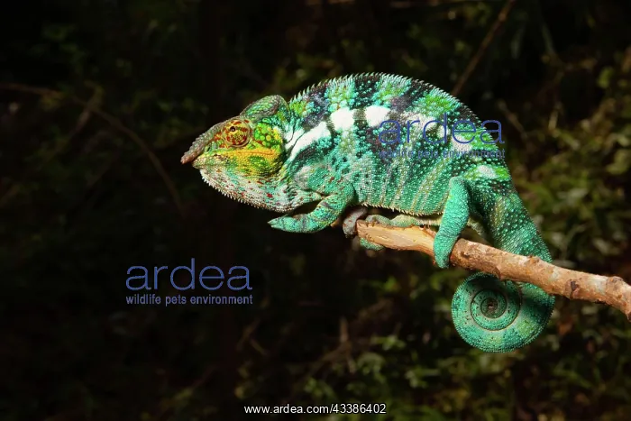 : Male panther chameleon (Furcifer pardalis), on Nosy : Male panther chameleon (Furcifer pardalis), on Nosy