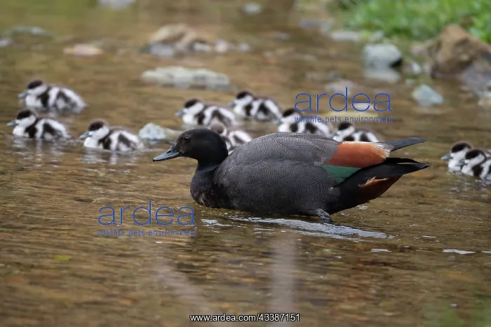 : Male Paradise Shelduck with ducklings : Male Paradise Shelduck with ducklings