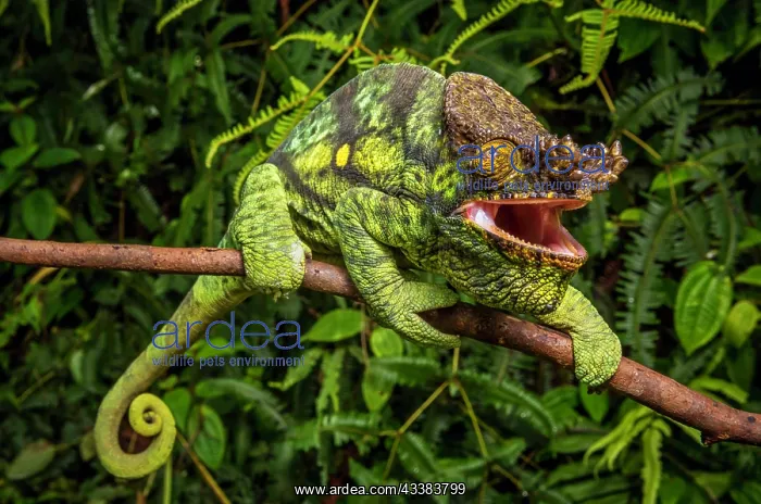 : A male parson chameleon (Calumma parsonii parsonii) of the y : A male parson chameleon (Calumma parsonii parsonii) of the y