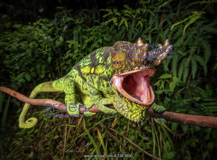 : A male parson chameleon (Calumma parsonii parsonii) of the y : A male parson chameleon (Calumma parsonii parsonii) of the y