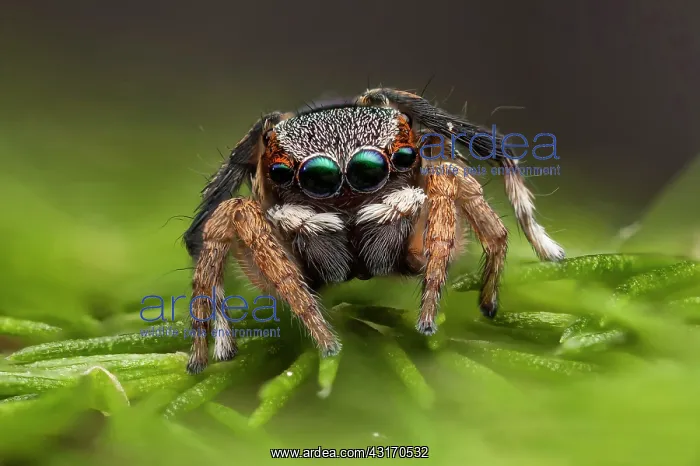 : A male peacock jumping spider (Maratus anomalus) : A male peacock jumping spider (Maratus anomalus)