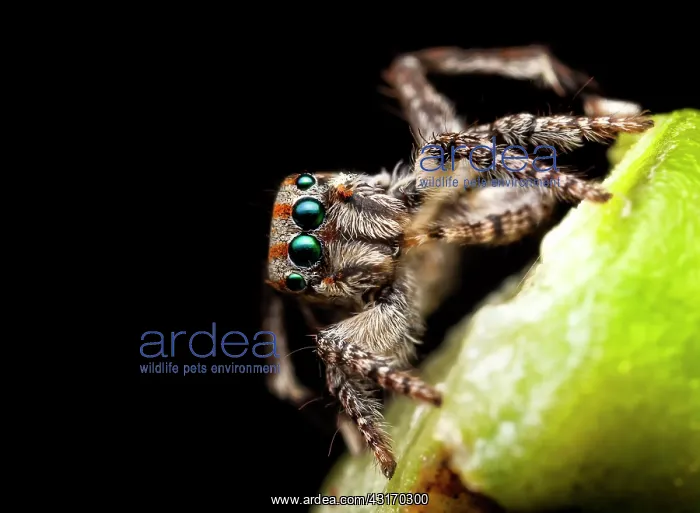 : Male peacock jumping spider (Maratus tasmanicas) : Male peacock jumping spider (Maratus tasmanicas)