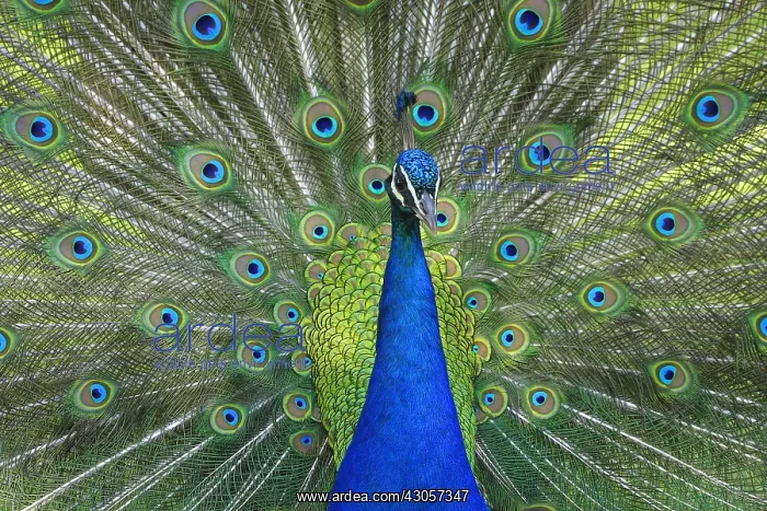 : Male peacock parade of African Reserve Sigean France : Male peacock parade of African Reserve Sigean France