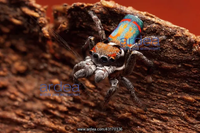 : Male Peacock spider (Maratus amabilis), Australia : Male Peacock spider (Maratus amabilis), Australia