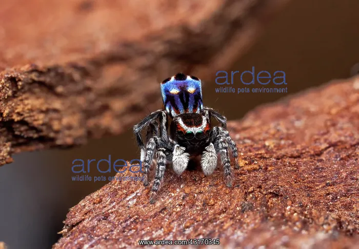 : male Peacock spider (Maratus harrisi), Australia : male Peacock spider (Maratus harrisi), Australia