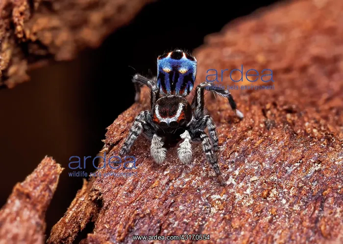 : male Peacock spider (Maratus harrisi), Australia : male Peacock spider (Maratus harrisi), Australia