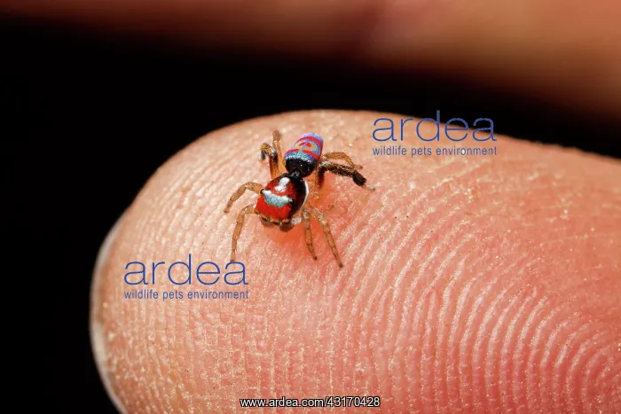 : A male peacock spider (Maratus splendens) from Barrington : A male peacock spider (Maratus splendens) from Barrington