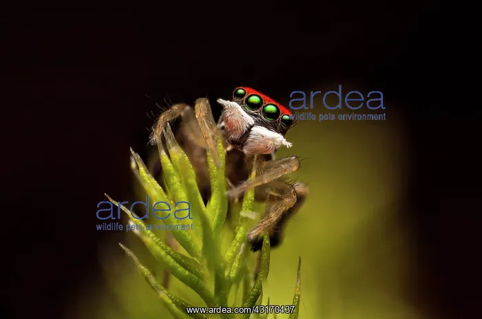 : A male peacock spider (Maratus splendens) from Barrington : A male peacock spider (Maratus splendens) from Barrington