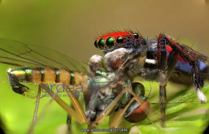 : A male peacock spider (Maratus splendens) feeding : A male peacock spider (Maratus splendens) feeding