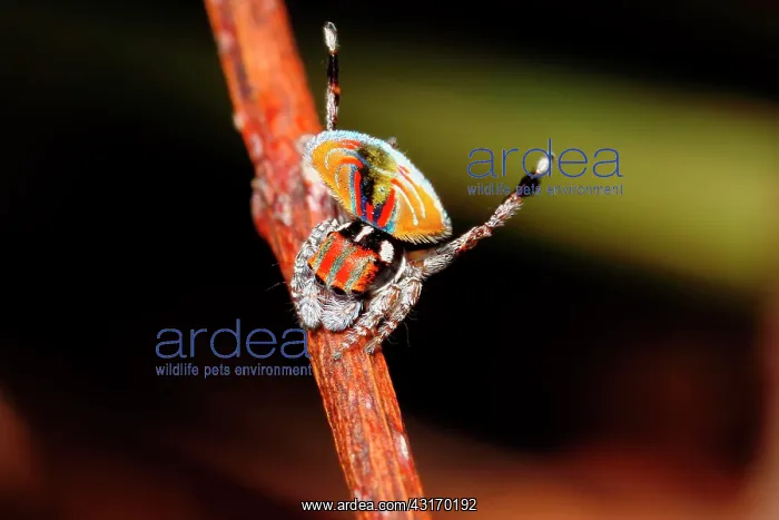 : Male Peacock spider (Maratus volans), Australia : Male Peacock spider (Maratus volans), Australia