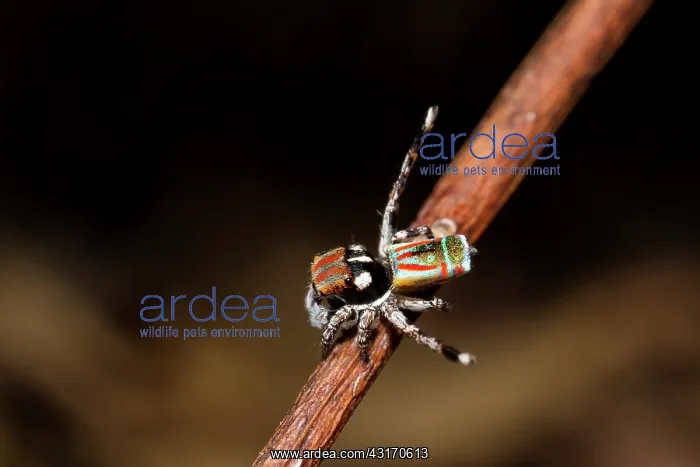 : Male Peacock spider (Maratus volans), Australia : Male Peacock spider (Maratus volans), Australia