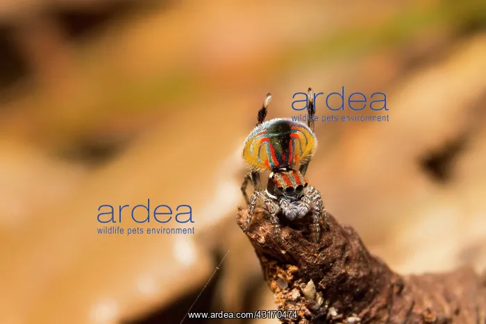 : a male Peacock spider (Maratus volans) displaying : a male Peacock spider (Maratus volans) displaying