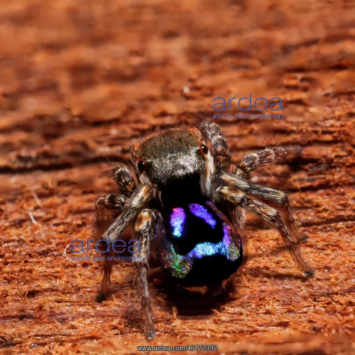 : Male Peacok jumping spider (Maratus robinsoni) from : Male Peacok jumping spider (Maratus robinsoni) from
