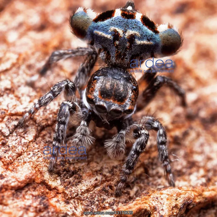 : Male Peacok jumping spider (Maratus sp), Australia : Male Peacok jumping spider (Maratus sp), Australia