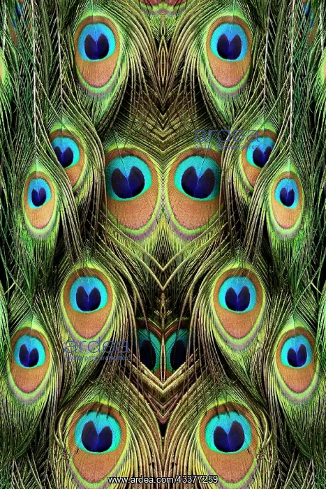 : Male Peafowl feather pattern, Florida : Male Peafowl feather pattern, Florida