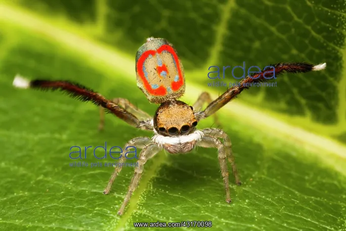 : A male performing a mating dance to try to impress : A male performing a mating dance to try to impress