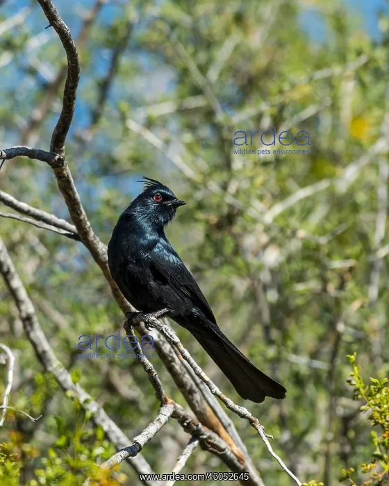 : Male Phainopepla or northern phainopepla (Phainopepla : Male Phainopepla or northern phainopepla (Phainopepla