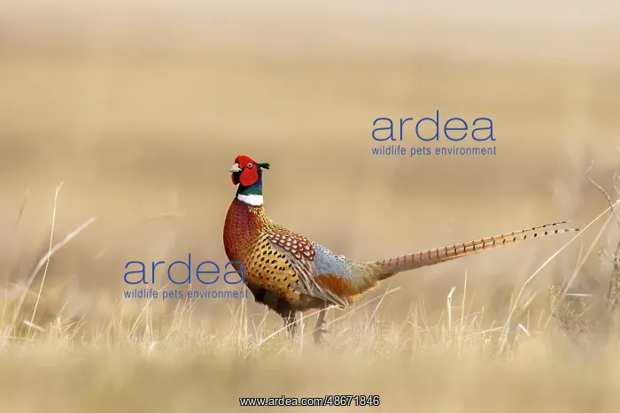 : Male pheasant at Bowdoin National Wildlife Refuge near : Male pheasant at Bowdoin National Wildlife Refuge near
