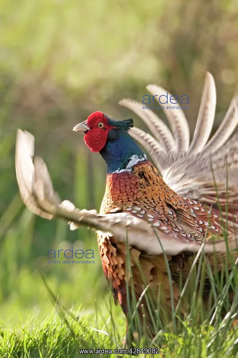 : Male Pheasant - Displaying : Male Pheasant - Displaying