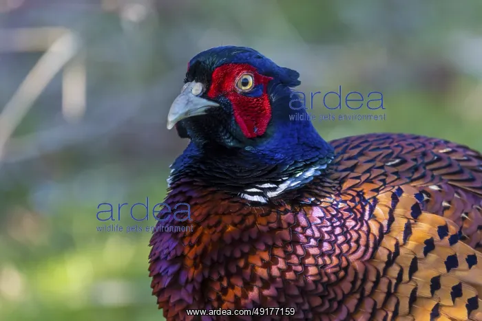 : Male pheasant (Phasianus colchicus) with iridescent plumage and red facial patterns in a natural environment : Male pheasant (Phasianus colchicus) with iridescent plumage and red facial patterns in a natural environment