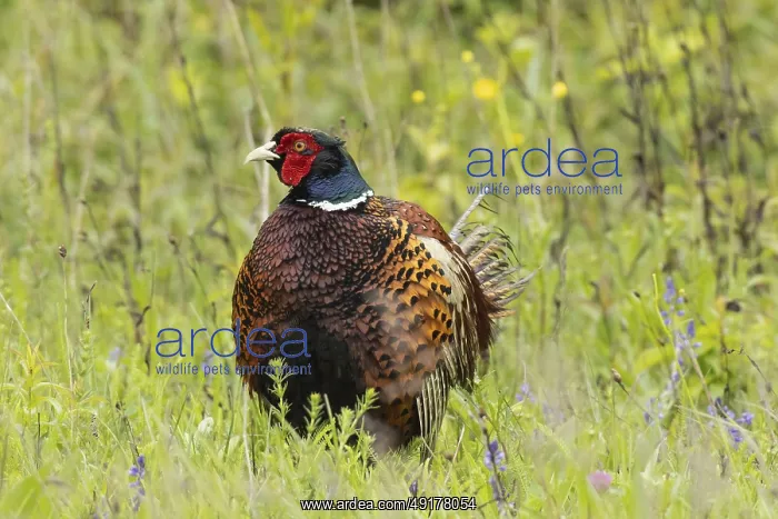 : Male pheasant standing in green grass looking from the front left : Male pheasant standing in green grass looking from the front left