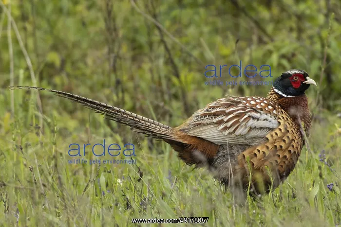 : Male pheasant standing in green grass looking right : Male pheasant standing in green grass looking right