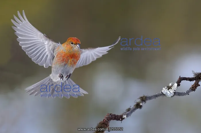 : A male Pine Grosbeak (Pinicola enucleator) is j : A male Pine Grosbeak (Pinicola enucleator) is j