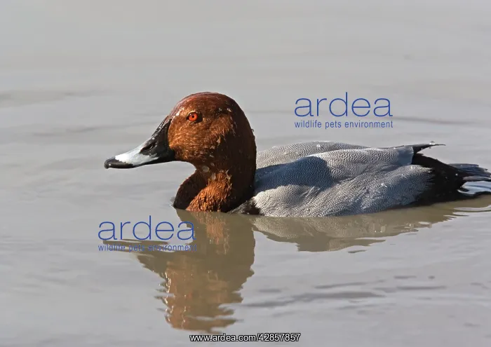 : Male pochard, just surfaced from dive : Male pochard, just surfaced from dive
