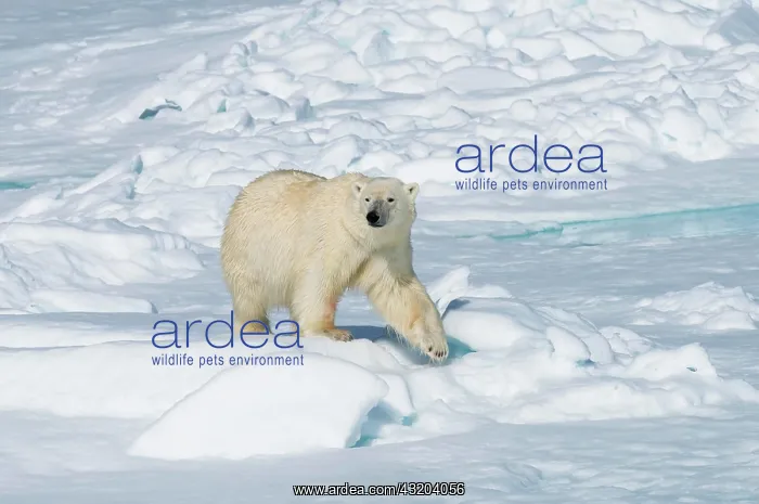 : Male polar bear (Ursus maritimus) walking on pack : Male polar bear (Ursus maritimus) walking on pack