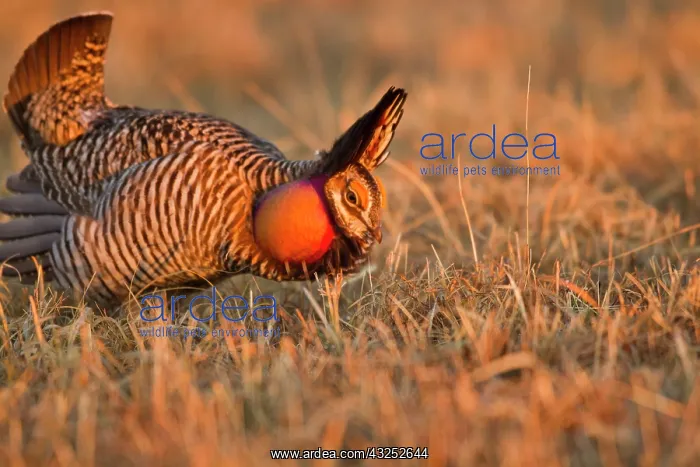 : Male prairie chickens at lek in Loup County : Male prairie chickens at lek in Loup County