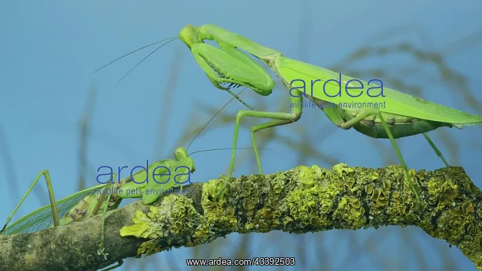 : Male praying mantis approaches very large female : Male praying mantis approaches very large female