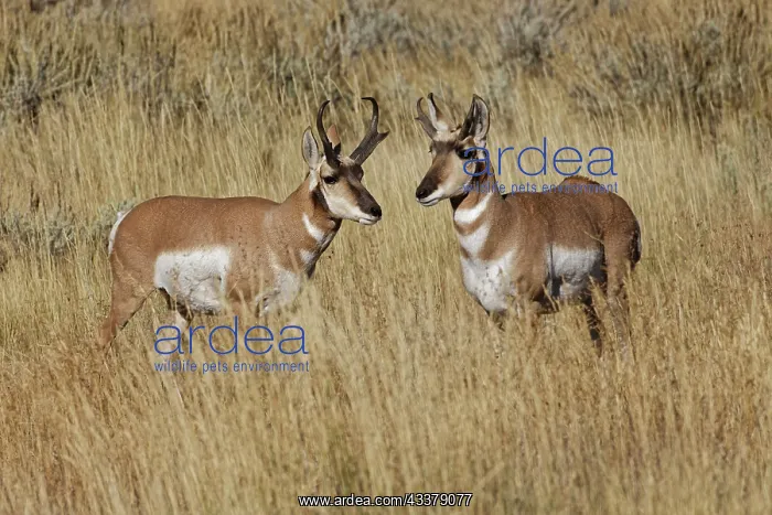 : Male Pronghorn, Grand Teton National Park, Wyoming : Male Pronghorn, Grand Teton National Park, Wyoming