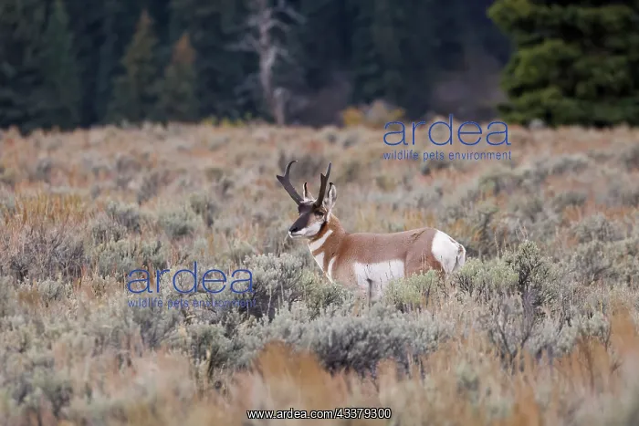 : Male Pronghorn, Grand Teton National Park, Wyoming : Male Pronghorn, Grand Teton National Park, Wyoming