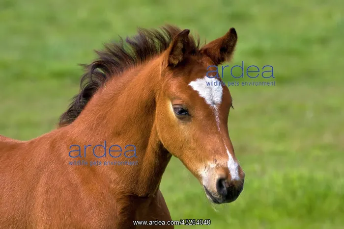 : Male Przewalski's Horse foal (Equus przewalskii) : Male Przewalski's Horse foal (Equus przewalskii)