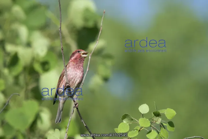 : Male Purple Finch : Male Purple Finch