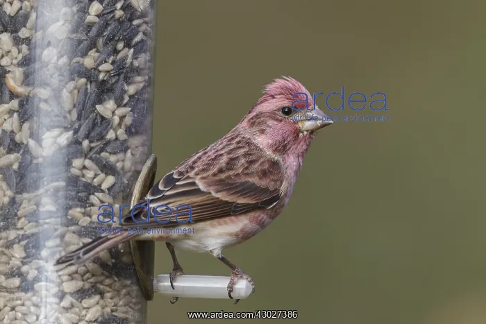  : Male Purple Finch on feeder in winter