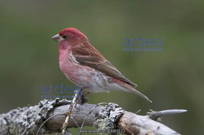 : Male Purple Finch sitting on branch : Male Purple Finch sitting on branch