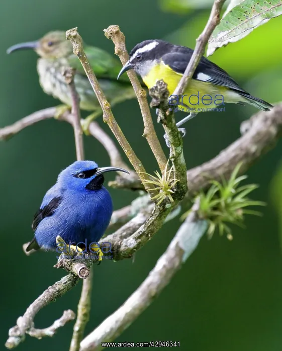: Male purple honeycreeper with Bananaquit (Coereba : Male purple honeycreeper with Bananaquit (Coereba