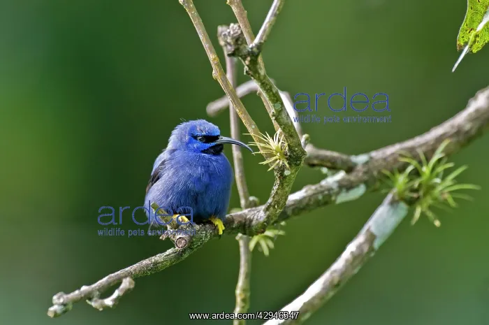: Male purple honeycreeper - on twig : Male purple honeycreeper - on twig