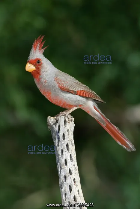 : Male Pyrrhuloxia : Male Pyrrhuloxia