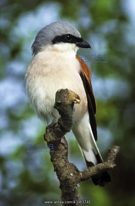  : Male Red-backed shrike (Lanius collurio) perched in tree