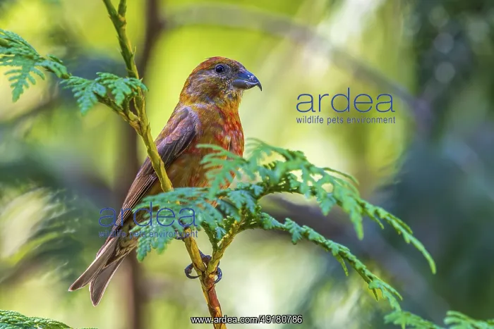  : A male Red Crossbill (Loxia curvirostra) perched in a cedar tree