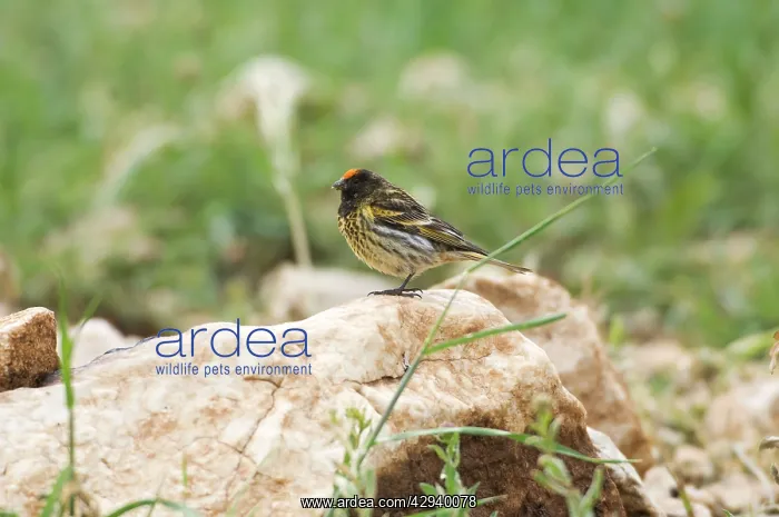 : Male Red-fronted Serin : Male Red-fronted Serin