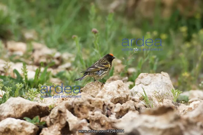  : Male Red-fronted Serin
