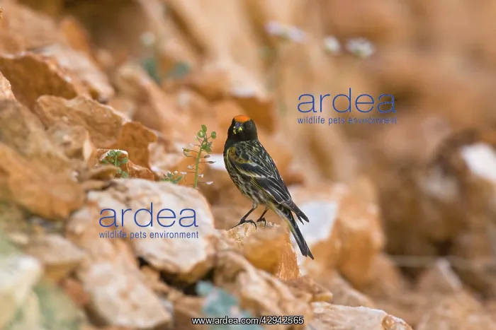 : Male Red-fronted Serin : Male Red-fronted Serin