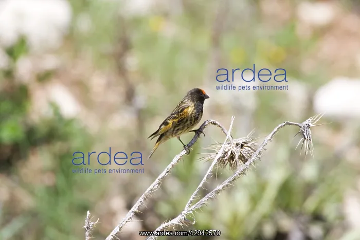 : Male Red-fronted Serin : Male Red-fronted Serin