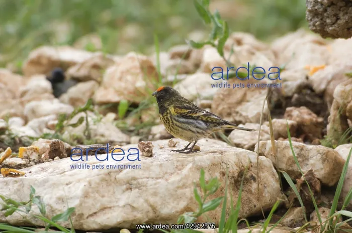  : Male Red-fronted Serin